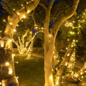 Group of trees with WW fairy lights decoration