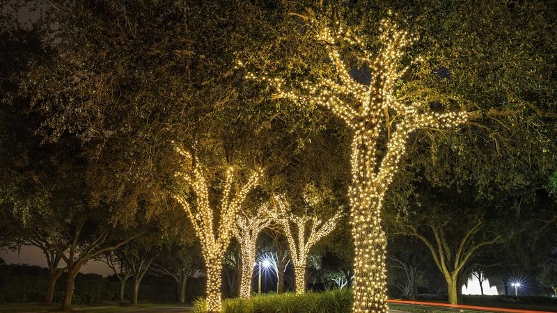 Group of trees with WW fairy lights decoration