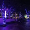 RGB lights dressing a group of trees
