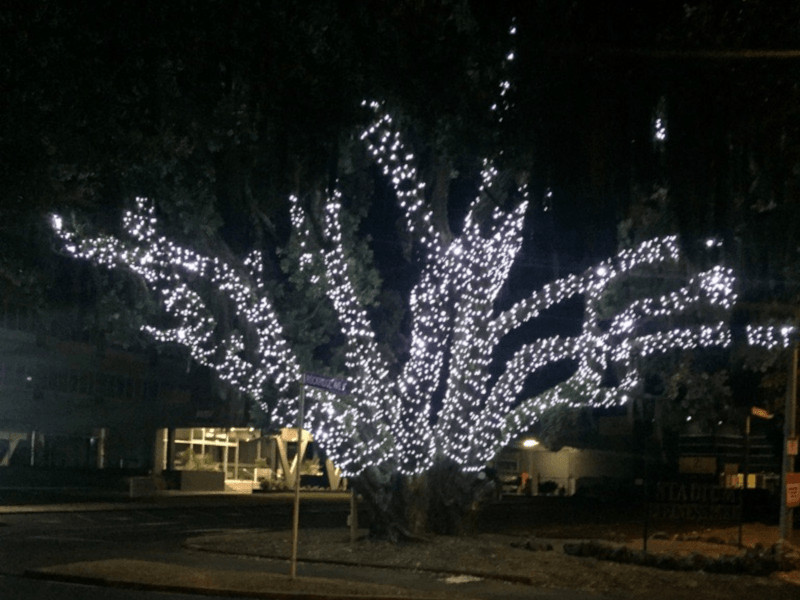 PW fairy lights dressing an amazing tree